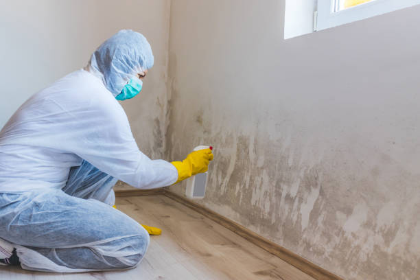 Licensed Mold Inspection service in Halifax, PA - WQB Mold Removal
